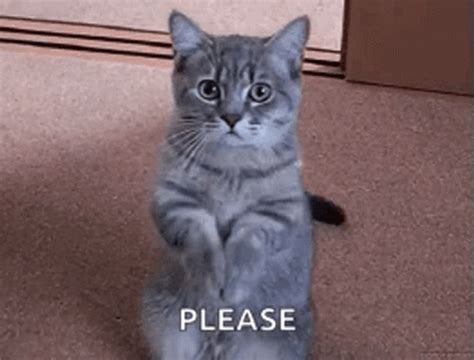 begging for money gif|cute begging gif.